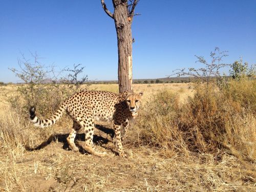 Gepardas, Namibija, Acinonyx, Afrika, Katė
