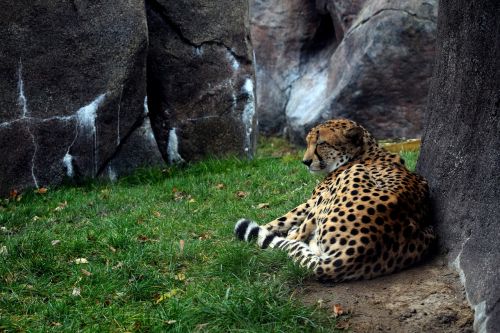 Gepardas, Wildcat, Dykuma, Zoologijos Sodas, Žolė