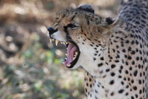 Gepardas, Namibija, Laukiniai, Gamta, Laukiniai Gyvūnai, Afrika, Fotografija Laukinė, Pietų Afrika, Safari, Atrasti Laukinius, Fauna, Medžioti, Plėšrūnas