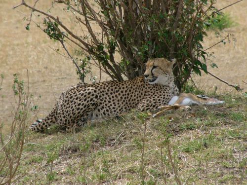 Gepardas, Kenya, Masai Mara Nacionalinis Parkas, Plėšrūnas, Impala, Safari, Afrika, Nacionalinis Parkas, Gamta, Grobis, Laukiniai Gyvūnai