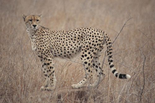 Gepardas, Pietų Afrika, Safari, Laukiniai