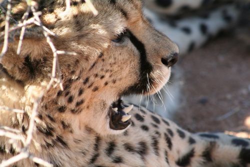 Gepardas, Namibija, Dykuma, Katė, Wildcat, Plėšrūnas, Gyvūnas