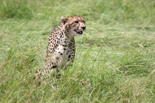 Gepardas, Safari, Laukinis Gyvenimas, Masai Mara