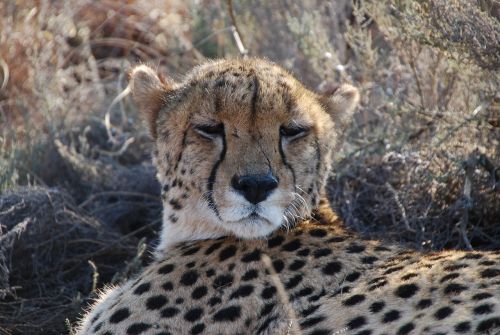 Gepardas, Pietų Afrika, Laukinė Gamta