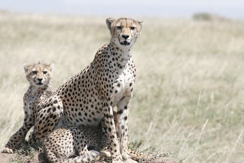 Gepardas,  Cheetah Motinos,  Cheetah Kub,  Gyvūnijos,  Laukinių,  Mėsėdis,  Pobūdį,  Safari,  Katė,  Predator,  Žinduolis,  Savannah,  Kenija,  Dėmėtojo,  Greitai,  Kačių,  Tanzania,  Motina,  Jauniklius,  Serengeti