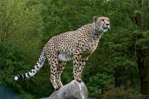 Gepardas,  Predator,  Afrikoje,  Didelė Katė,  Laukinis Gyvūnas,  Greitis,  Safari,  Zoo,  Laukinių,  Saugoti Akis,  Žiūrėti,  Paruoštas,  Agresyvus