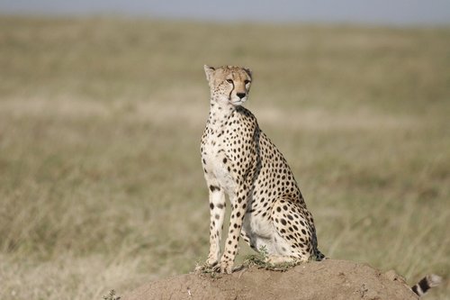 Gepardas,  Sėdėti,  Safari,  Tanzania,  Kenija,  Serengeti,  Katė,  Pobūdį,  Laukinių,  Motina