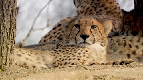 Gepardas,  Kūdikių Cheetah,  Prahos Zoo,  Kačių,  Acinonyx Jubatus,  Afrikos Žvėris