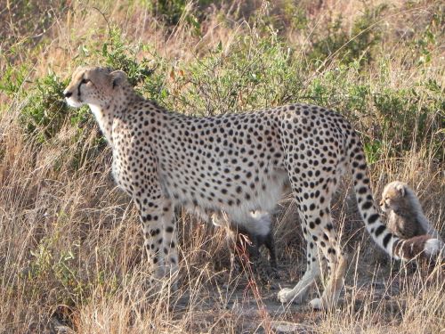 Gepardas, Gyvūnai, Kenya