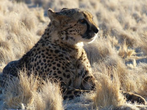 Gepardas, Namibija, Safari, Afrika