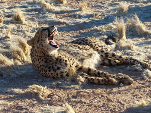 Gepardas, Namibija, Safari, Afrika, Katė, Didelė Katė, Plėšrūnas
