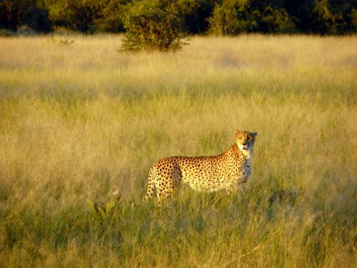 Gepardas, African Bush, Savana, Didelė Katė, Kačių, Žolė, Laukinė Gamta, Greitai, Lauke, Chobe, Parkas, Botsvana