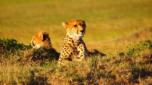 Gepardas, Afrika, Gyvūnas, Kenya, Laukinė Gamta, Gamta, Safari, Laukiniai, Dykuma, Masai