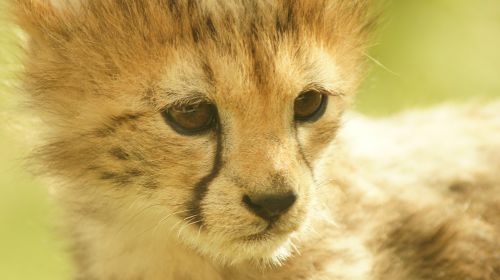 Cheetah Cub, Katė, Kačių, Gepardas, Laukinė Gamta, Gamta, Gyvūnų Portretas, Kailis, Veidas, Jaunas