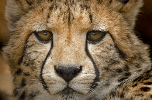 Cheetah Cub, Uždaryti, Dėmės Akys, Acinonyx, Jubatus