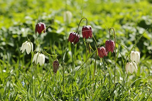 Kriauklė, Fritillaria Meleagris, Lelijos Šeima, Pavasaris, Saulė