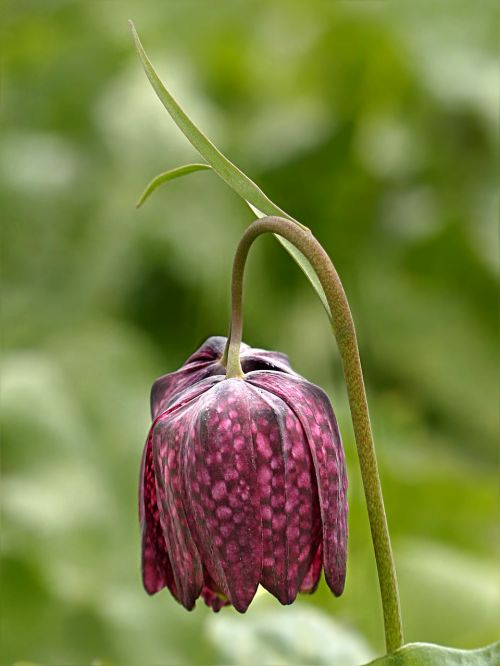 Kriauklė, Fritillaria Meleagris, Violetinė, Pavasaris