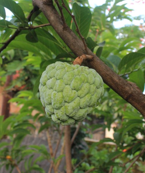 Cherimoya, Vaisiai, Maistas, Augalas