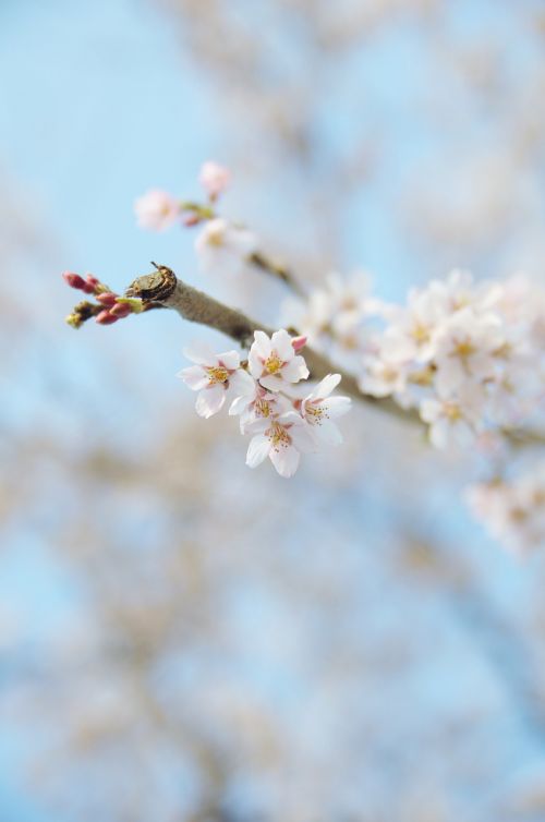Vyšnia, Vyšnių Žiedų, Japonija, Sakura, Gėlės, Pavasaris, Augalas, Natūralus, Vaikščioti