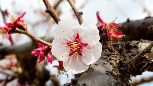 Vyšnia, Pavasaris, Pavasario Gėlės, Makro