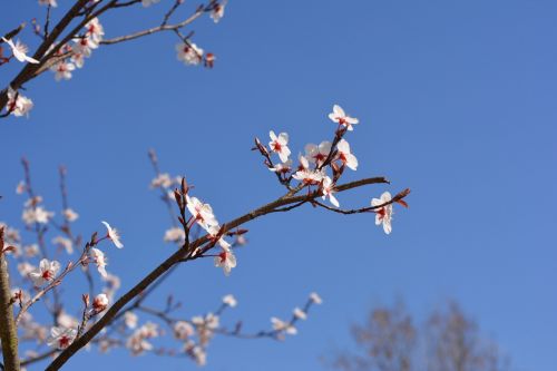 Vyšnia, Frühlingsanfang, Gėlės, Pavasario Gėlė, Pavasaris, Rožinis, Balta