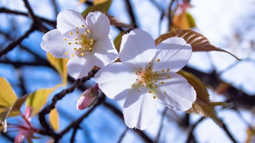 Vyšnia, Pavasario Gėlės, Vyšnios Medis, Pavasaris
