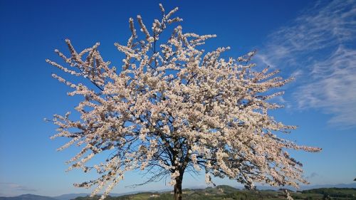 Vyšnia, Vyšnių Žiedas, Žydėti