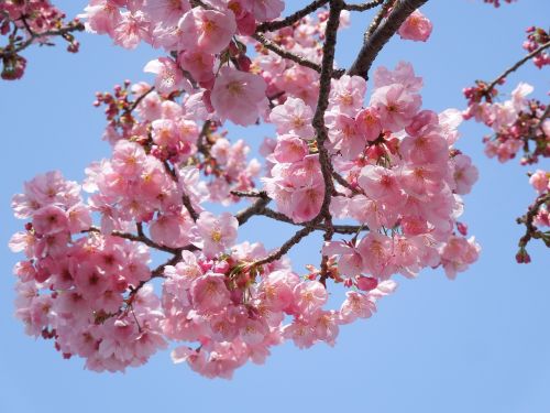 Vyšnia, Samusakura, Pavasario Gėlės, Pavasaris Japonijoje, Vyšnių Žiedų, Pavasaris, Augalas, Japonija, Gėlės, Vyšnios Medis, Kraštovaizdis, Natūralus, Sezoninis, Mėlynas Dangus