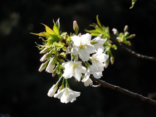 Vyšnia, Pavasario Gėlės, Pavasaris Japonijoje, Vyšnių Žiedų, Pavasaris, Augalas, Japonija, Gėlės, Vyšnios Medis, Kraštovaizdis, Natūralus, Sezoninis, Balta, Kontrastas