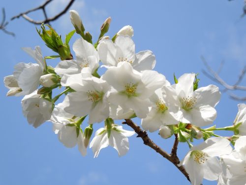 Vyšnia, Pavasario Gėlės, Pavasaris Japonijoje, Vyšnių Žiedų, Pavasaris, Augalas, Japonija, Gėlės, Vyšnios Medis, Kraštovaizdis, Natūralus, Sezoninis, Balta, Kontrastas