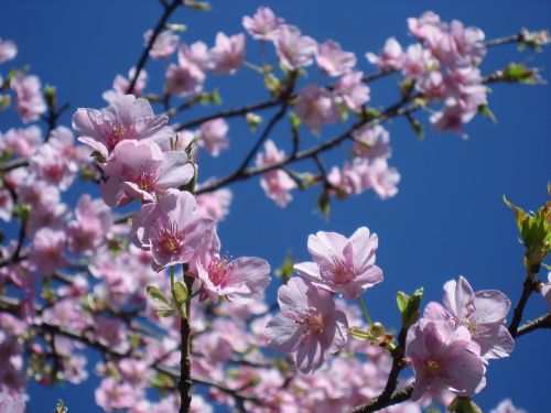Vyšnia, Gėlės, Rožinis, Filialas, Lapai, Mėlynas Dangus, Mėlynas, Pavasaris, Viešbutis, Tokyo, Takanawa, Japonija