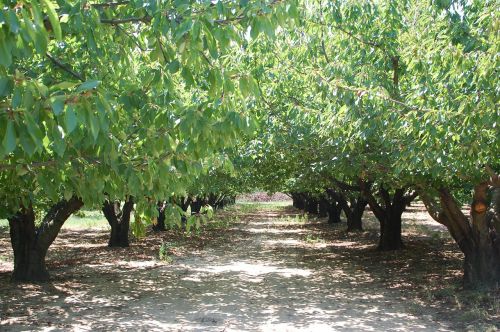 Vyšnia, Vaisių Sodas, Medžiai