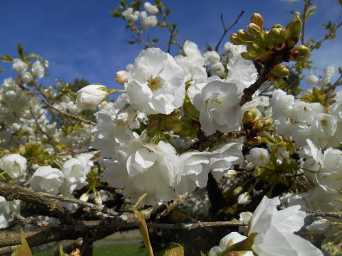 Vyšnia, Medis, Žiedai, Baltos Gėlės, Pavasaris