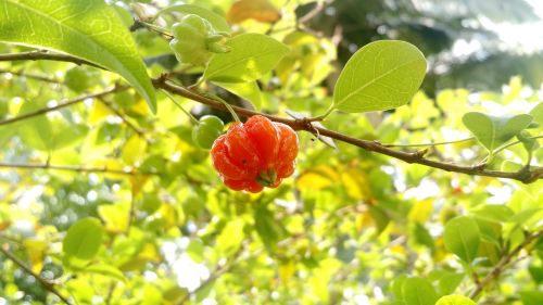 Vyšnia, Vaisiai, Pėdos Pitanga, Gamta