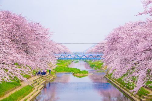 Vyšnia, Upė, Mėlynas Dangus, Japonija, Žalias, Breaux Tiltas, Sakuro Gėlės, Nuorodos Medis, Pavasaris, Grožis, Natūralus