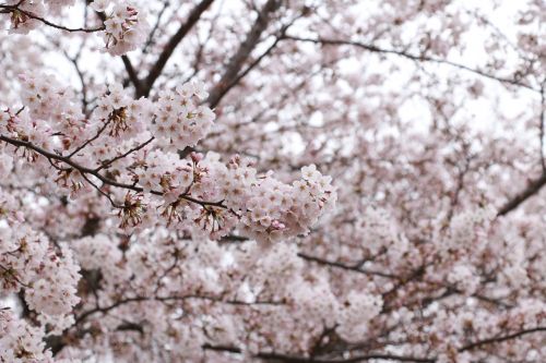 Vyšnia, Vyšnių Žiedų, Rožinis, Japonija, Gėlės, Sakura, Pavasaris, Natūralus