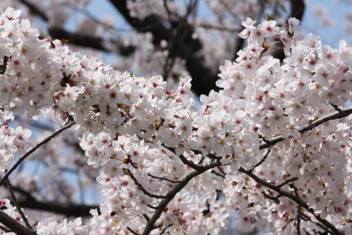 Vyšnia, Pavasaris, Pilnai Žydėti, Japonija
