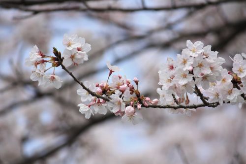 Vyšnia, Pavasaris, Japonija