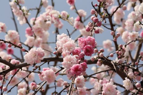 Vyšnia, Pavasaris, Japonija, Mielas