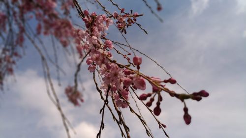 Vyšnia, Rožinė Gėlė, Pavasaris, Verksmingas Vyšnios Medis