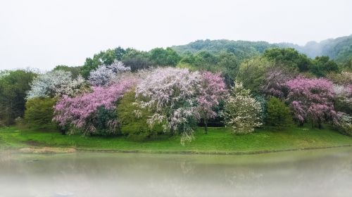 Vyšnia, Tvenkinys, Japonija, Kumamoto, Gėlės, Ežeras, Pavasaris