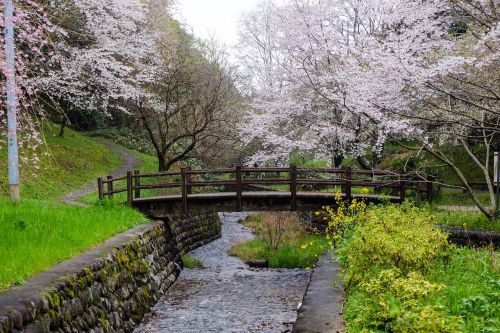 Vyšnia, Japonija, Kumamoto, Gėlės, Pavasaris