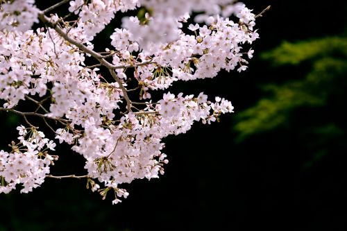 Vyšnia, Vyšnių Žiedų, Sakura, Japonija, Pavasario Gėlės, Rožinis, Japonijos Vaizdai, Augalas, Natūralus, Gėlės, Pavasaris