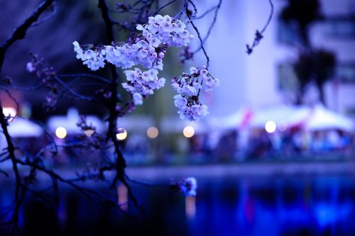 Vyšnia, Vyšnių Žiedų, Sakura, Japonija, Pavasario Gėlės, K, Japonijos Vaizdai, Pavasaris