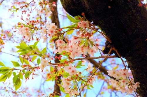 Vyšnia, Vyšnių Žiedų, Pavasaris, Gėlės, Sakura, Japonija, Natūralus, Pavasario Gėlės, Augalas, Japonijos Vaizdai, Pilnai Žydėti, Foppery, Vaikščioti, Vyšnių Žiedų Peržiūra, Per Dieną