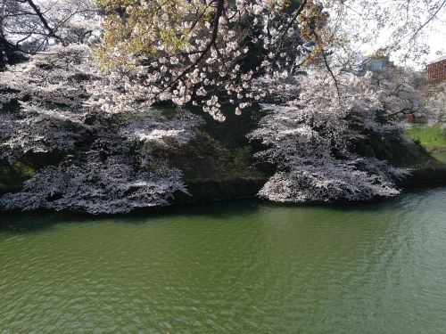 Vyšnia, Tvenkinys, Pavasaris, Gėlės, Japonija