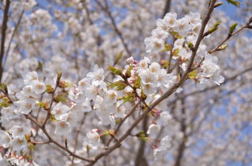 Vyšnia, Japonija, Gėlės, Pavasaris, Kraštovaizdis, Žydintis Augalas