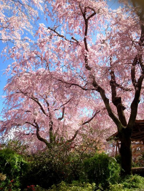 Vyšnia, Pavasaris, Vyšnių Žiedų Peržiūra, Natūralus, Mediena, Gėlės, Rožinis, Kraštovaizdis, Japonija, Japoniškas Stilius