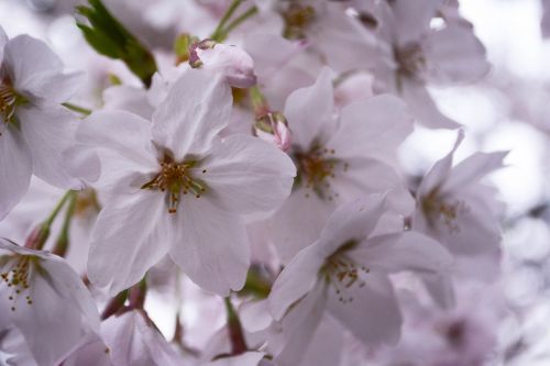 Vyšnia, Pavasaris, Japonija, Pavasario Gėlės