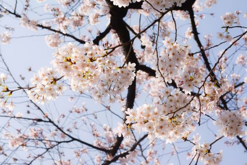 Vyšnia, Pavasaris, Japonija, Pavasario Gėlės